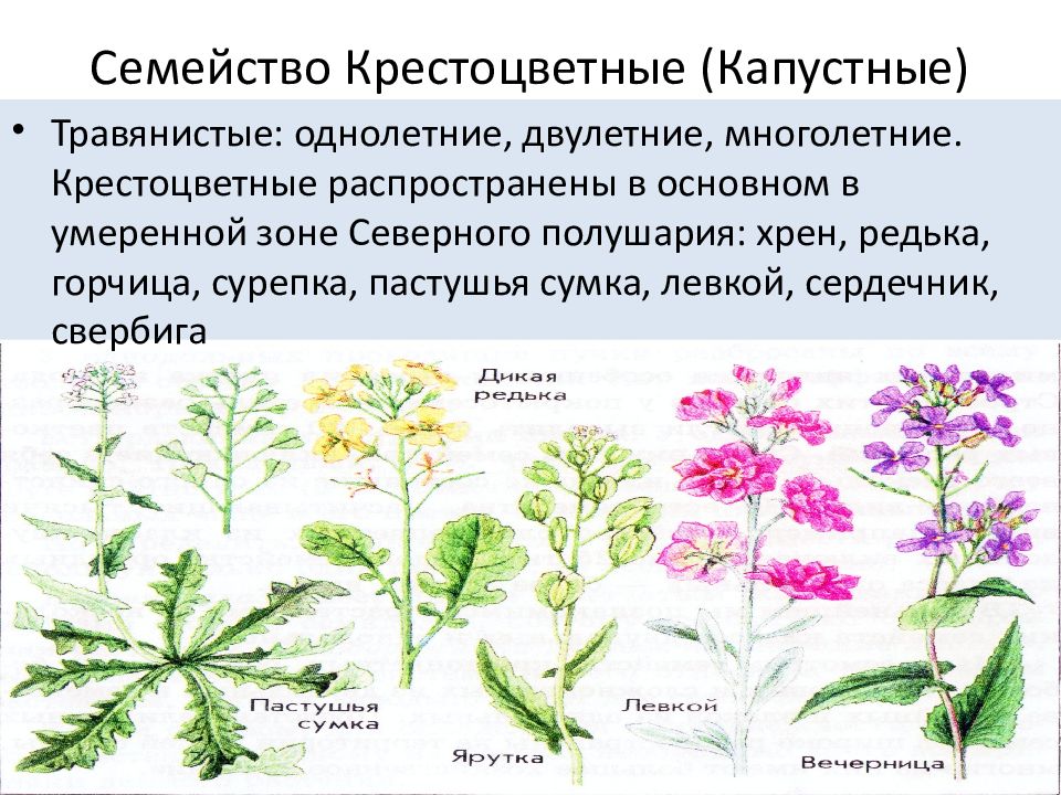 Тип корневой системы крестоцветных. Цветы однолетние крестоцветные растения. Три признака растений крестоцветных пастушья сумка. Примеры семейства крестоцветных растений двулетних.
