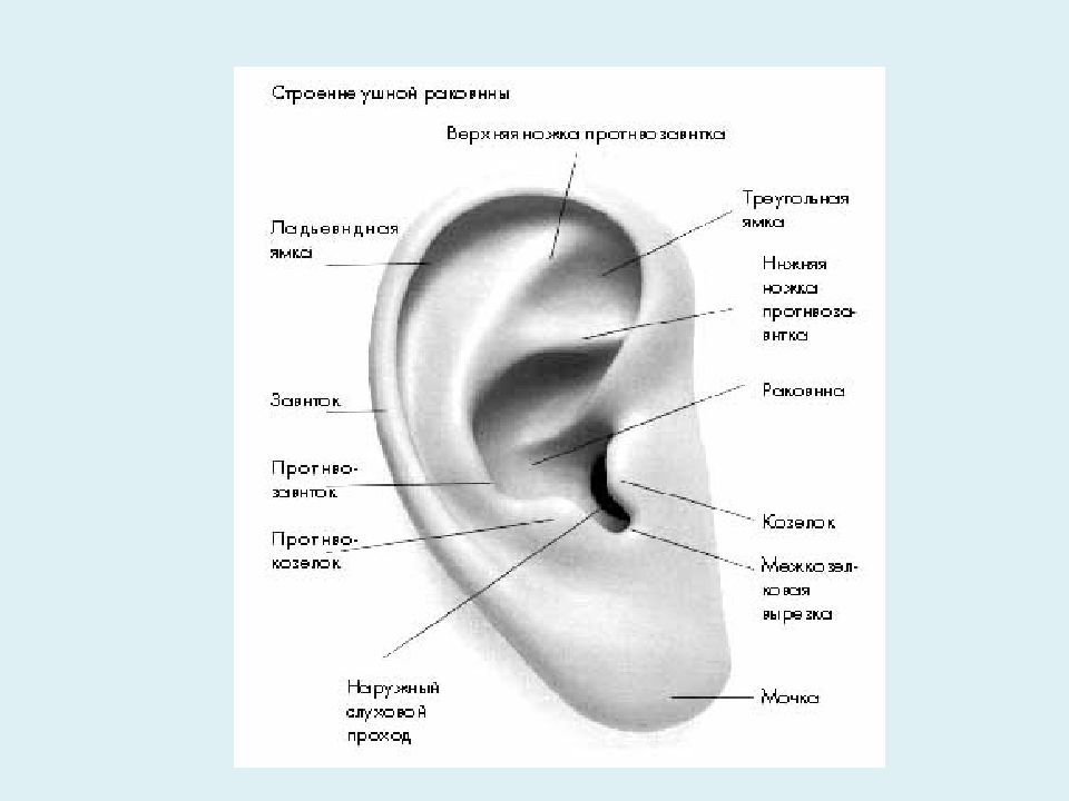 Органы чувств мыши