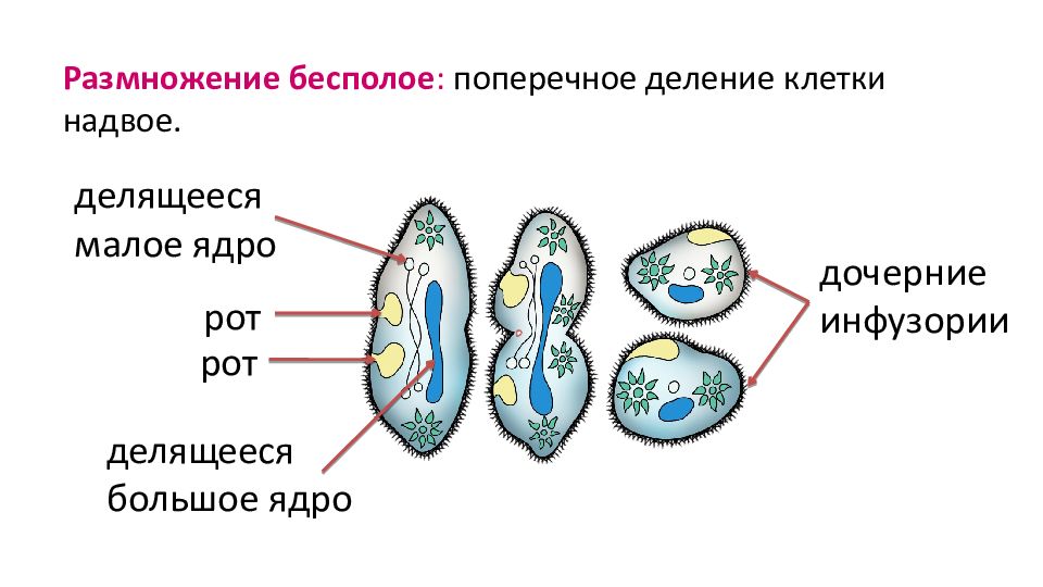 Размножение инфузории туфельки. Бесполое размножение инфузорий. Размножение инфузории туфельки схема. Инфузория туфелька бесполое размножение.