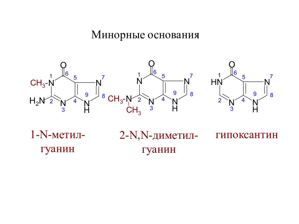 N основание. Минорные пуриновые основания. Минорные пиримидиновые основания. Минорные азотистые основания. Минорные основания гуанин.