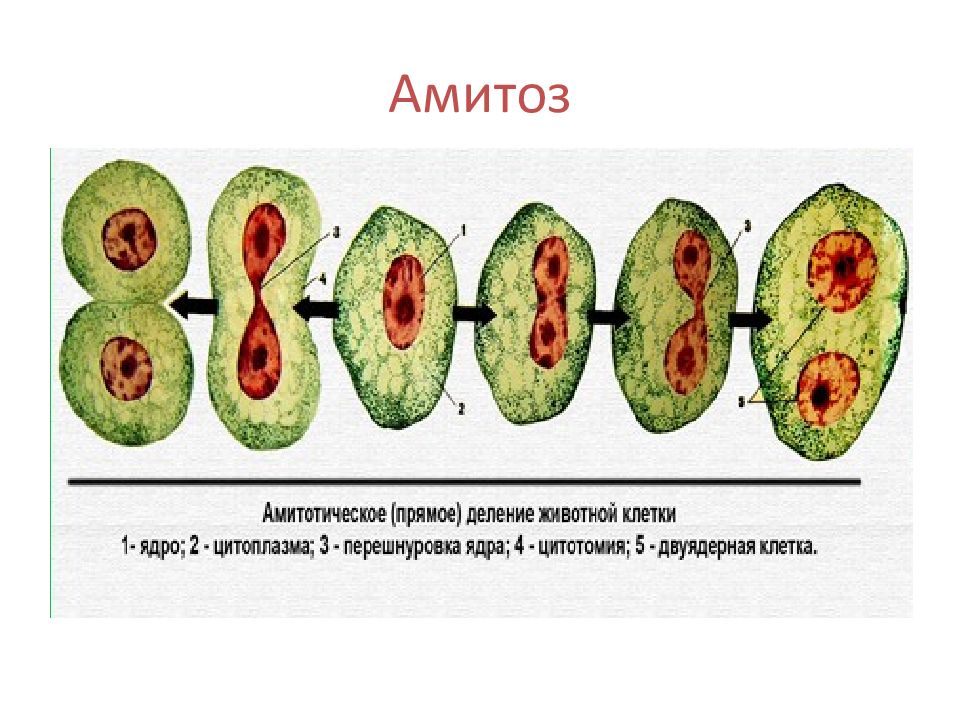 В процессе амитоза происходит неравномерное распределение. Фрагментация амитоз. Цикл деления клетки. Амитозом делятся. Амитозом делятся клетки.