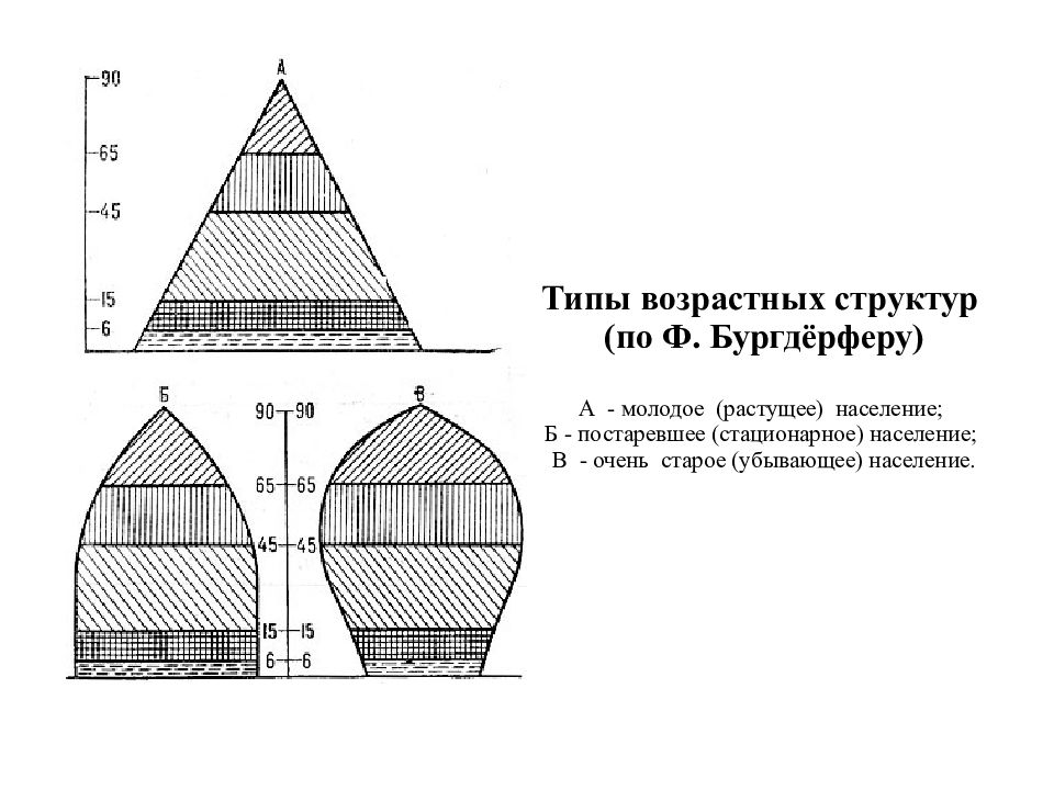 Возрастная структура общества презентация