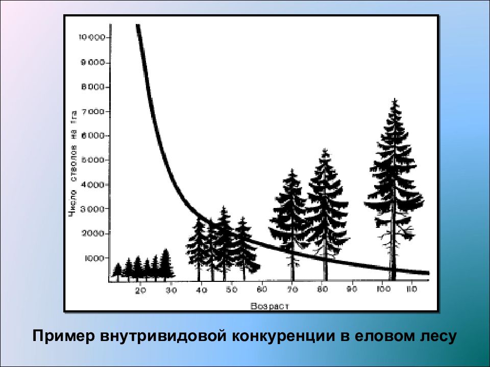 Конкуренция в лесу примеры. Конкуренция в еловом лесу. Взаимоотношения в еловом лесу.