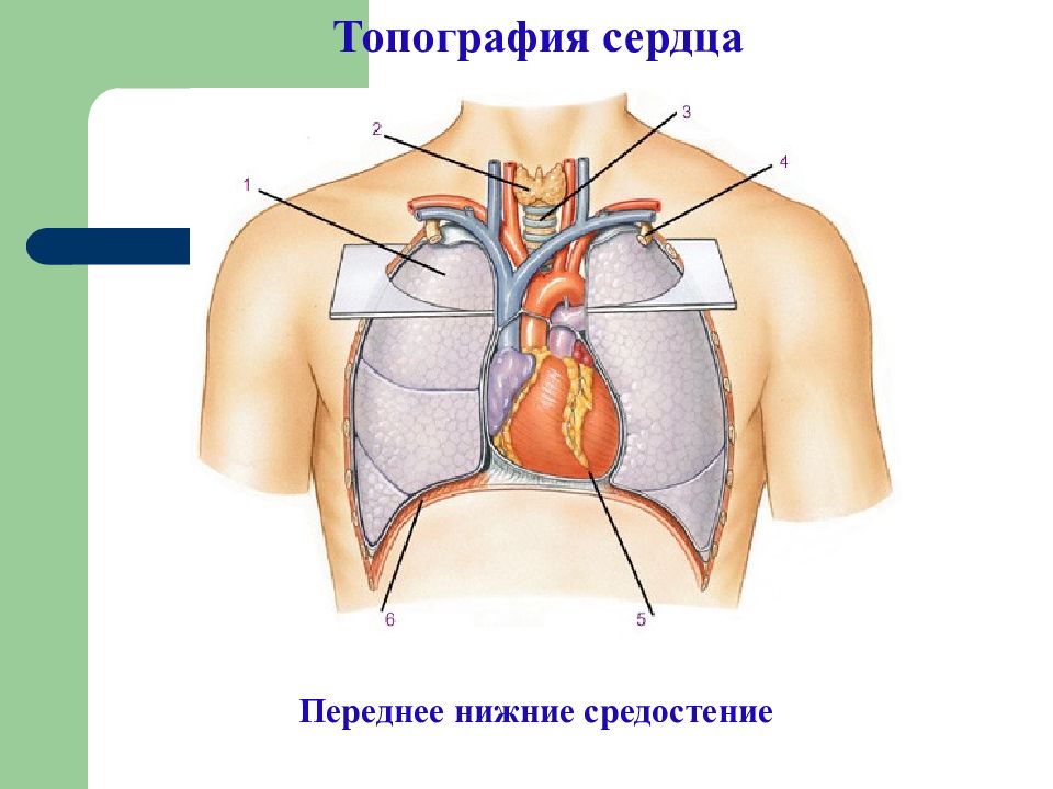 Передне нижний. Топография сердца. Топография сердца человека. Средостение сердце. Сердце располагается в средостении.