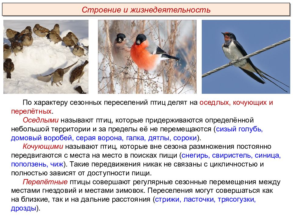 Строение дыхательной системы птиц. Особенности строения и жизнедеятельности. Особенности строения и жизнедеятельности птиц. Особенности строения и жизнедеятельности птиц. Процессы жизнедеятельности птиц.