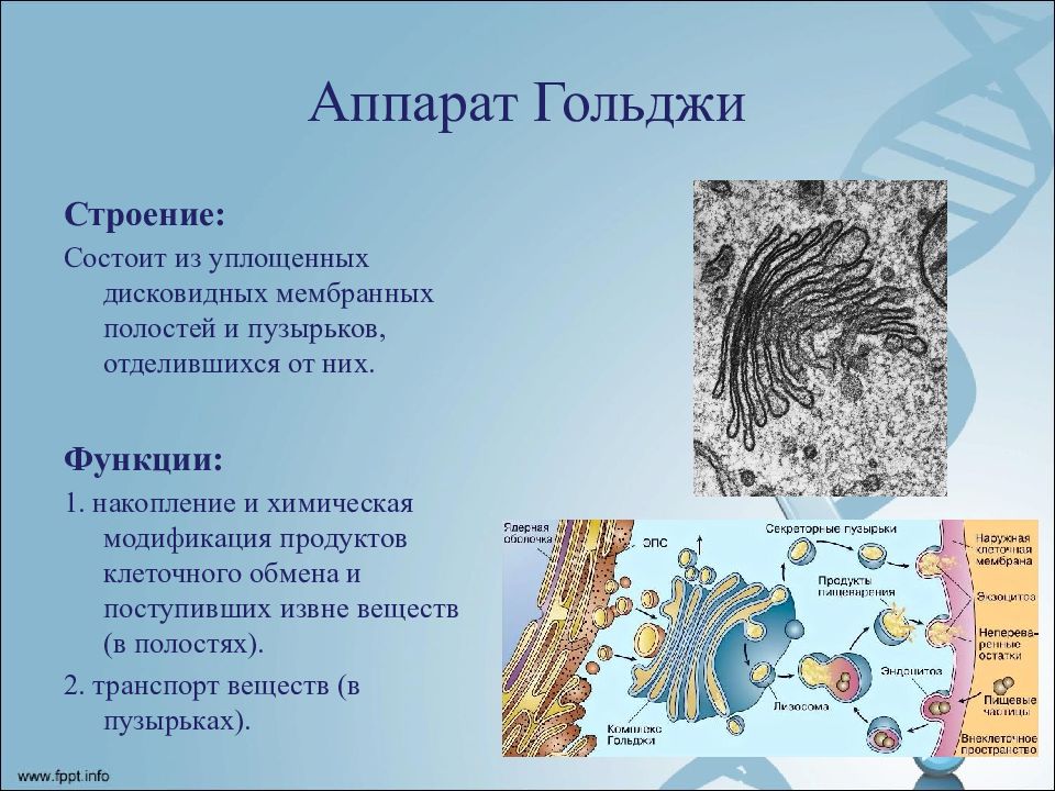 Функции гольджи