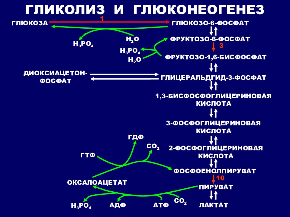 Глюконеогенез схема из аминокислот