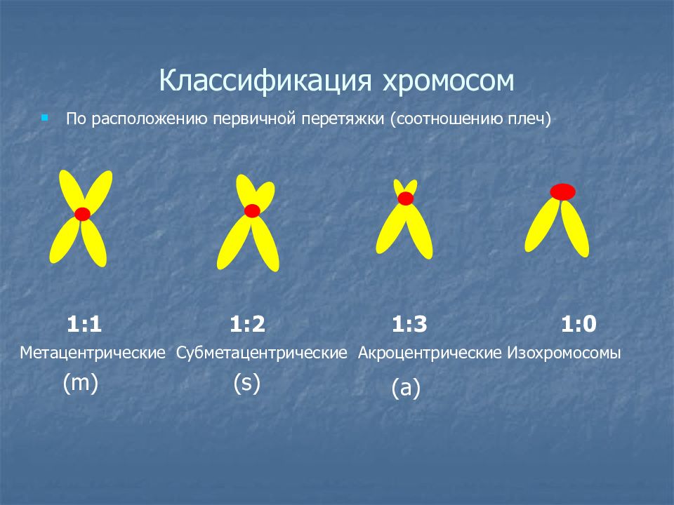 Хромосом группы d. Классификация хромосом по расположению центромеры. Классификация хромосом таблица схема. Типы классификации хромосом человека. Хромосомы и их классификация.