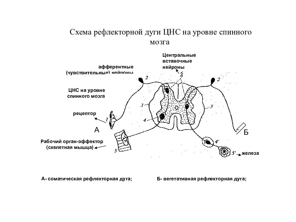 Схема рефлексов спинного мозга