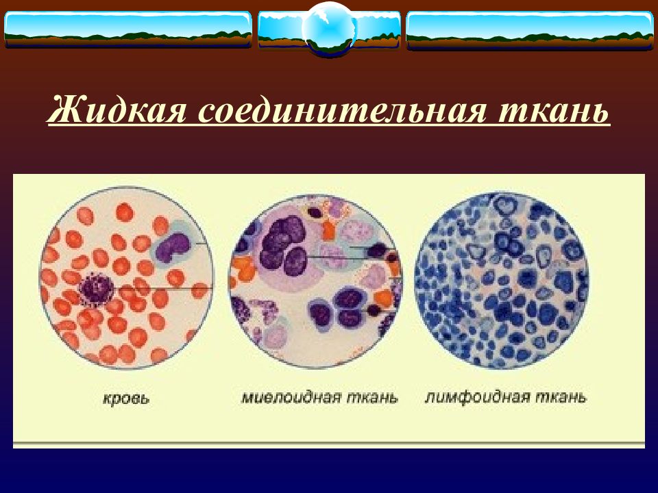 Кровь человека презентация