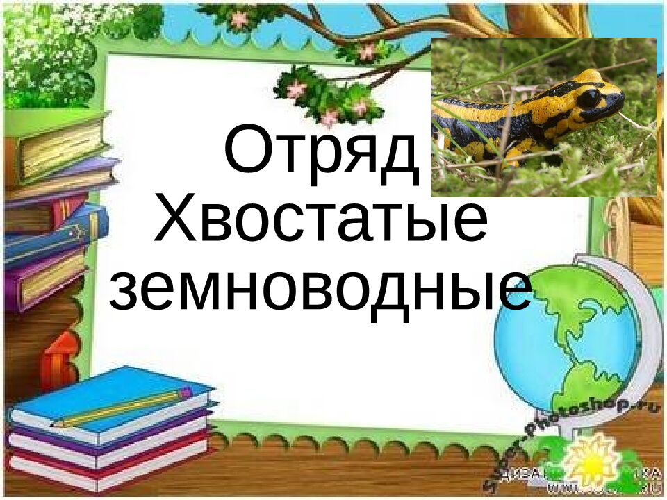 Классная работа Тема: МНОГООБРАЗИЕ И ЗНАЧЕНИЕ ЗЕМНОВОДНЫХ «Лягушкам только