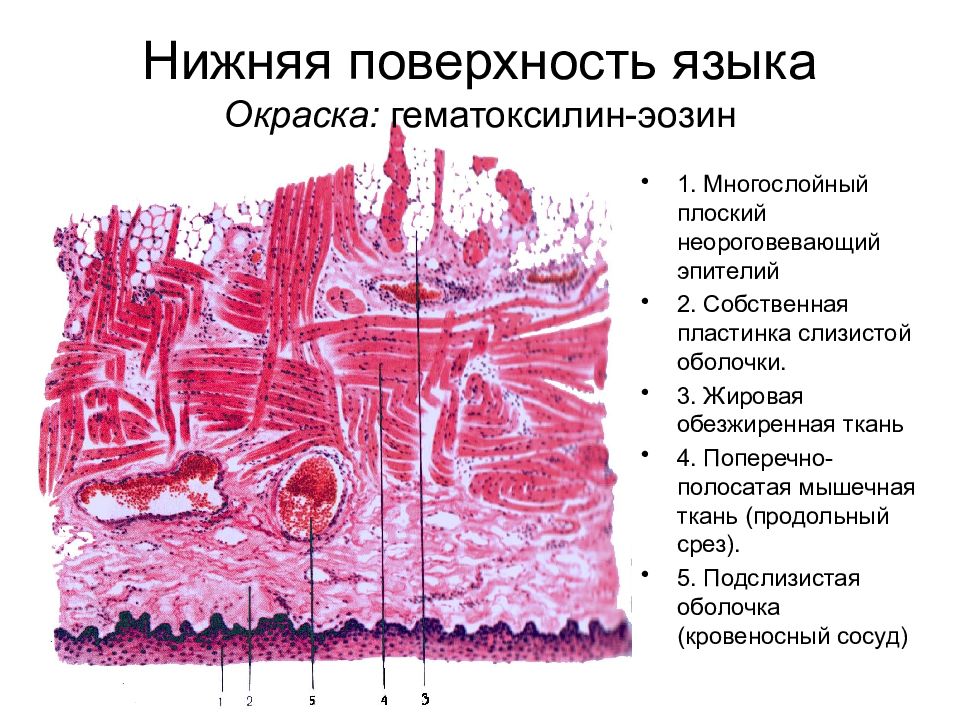 Строение слизистой оболочки языка рисунок