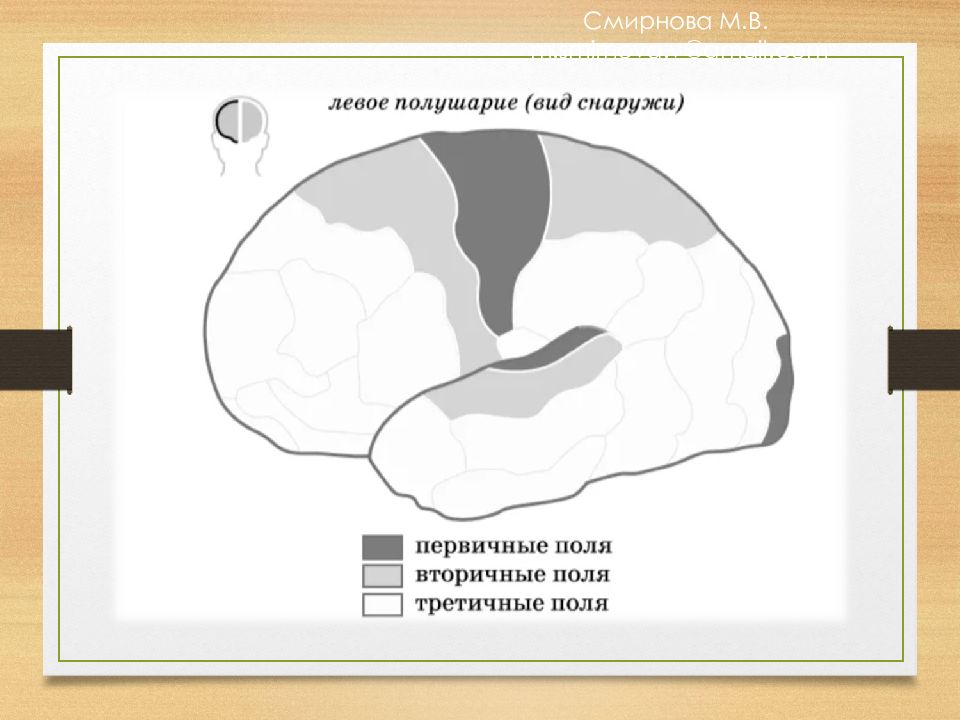 Первичные поля мозга. Зоны коры головного мозга первичная вторичная третичная. Первичные вторичные и третичные поля коры. Третичные зоны коры головного мозга. Первичные вторичные третичные поля коры головного мозга.