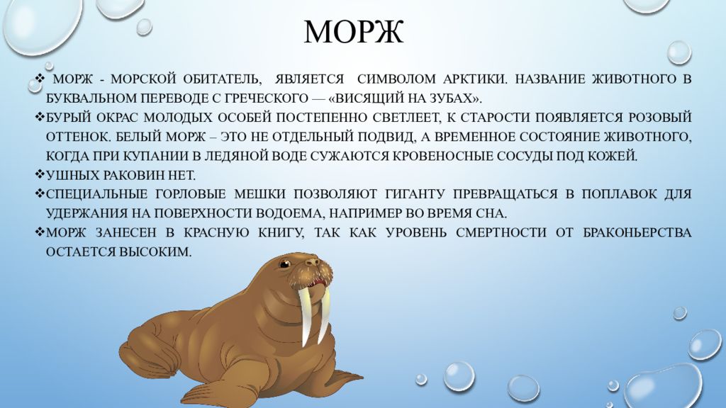 Морские млекопитающие презентация