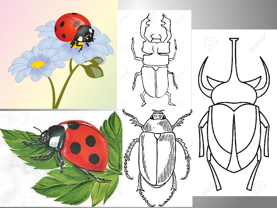 Жуки 1 класс. Урок изо в 1 классе разноцветные жуки. Изо 1 класс насекомые. Разноцветные жуки изо 1 класс Божья коровка. Нарисовать жука 1 класс.