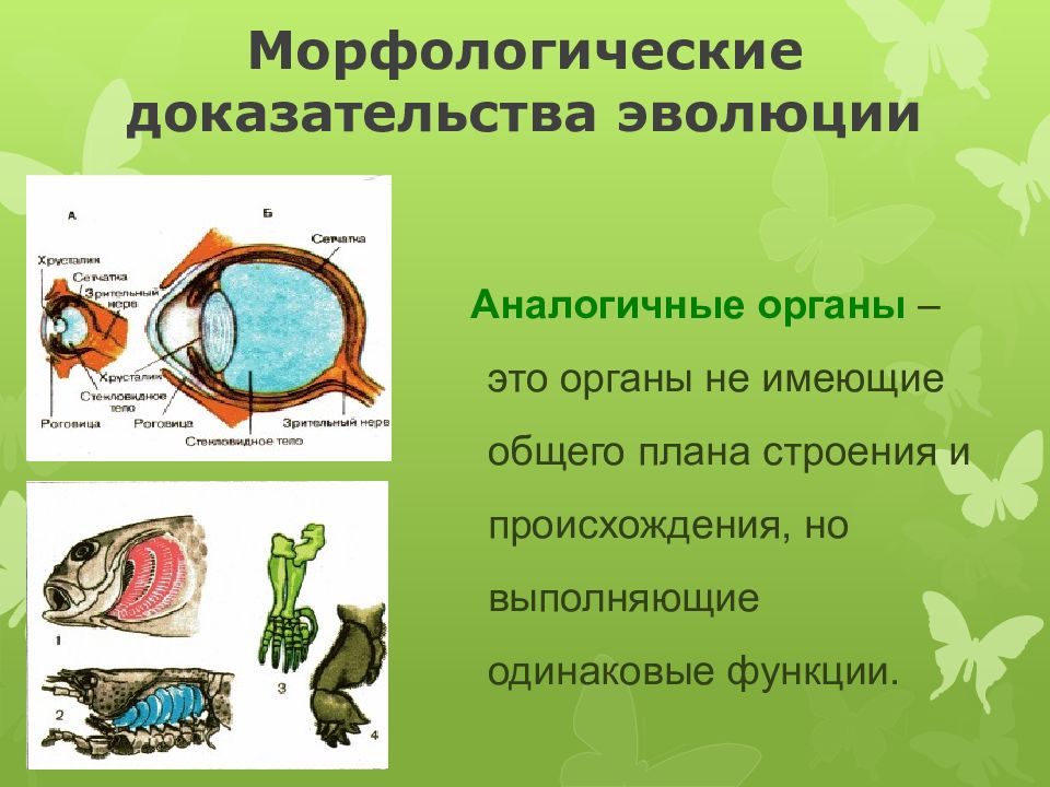 На рисунках ниже представлено одно из доказательств эволюции какая наука