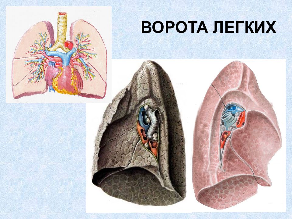 Оболочка легких