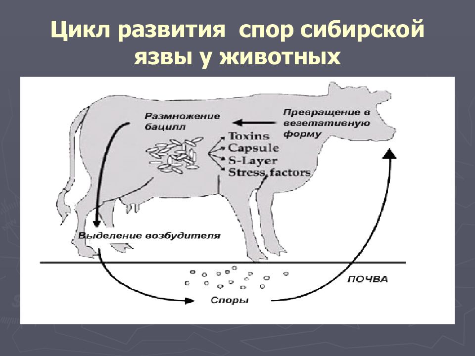 Сибирская язва ветеринария презентация