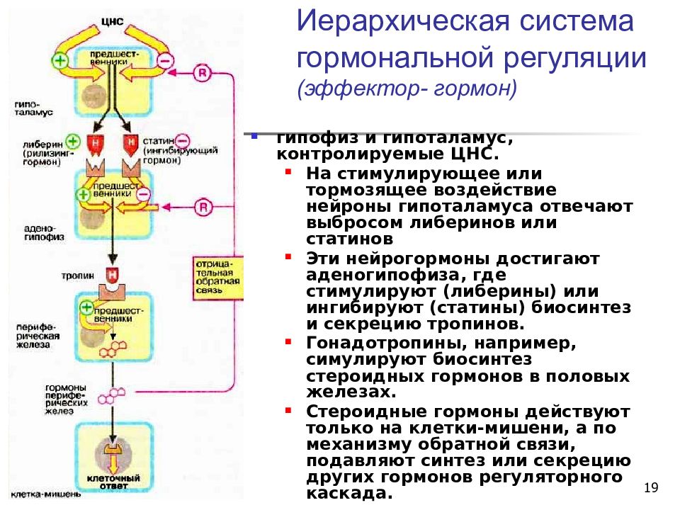 Схема действия стероидных гормонов