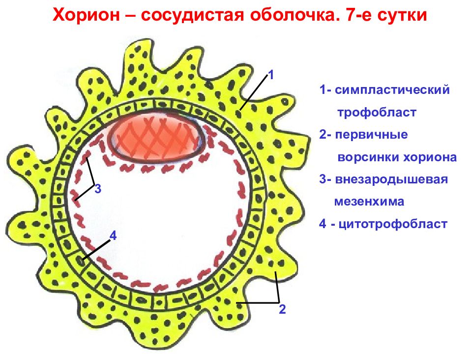 Трофобласт это. Строение плаценты трофобласт. Трофобласт и хорион. Хорион-ворсинчатая оболочка. Цитотрофобласт и хорион.