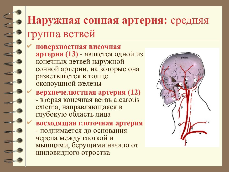 Где находится сонная артерия у человека фото картинка с какой стороны