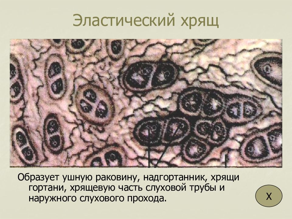 Наружное ухо строение анатомия. Эластический хрящ гистология препарат. 12. Хрящи ушных раковин являются производными эпидермиса. Эластическая хрящевая ткань функции.