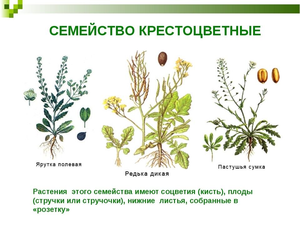 К какому семейству относится растение на картинке