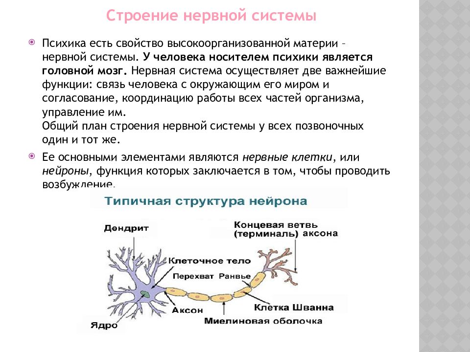 Функции строения нервной. Нервная система это в психологии. Структура нервной системы. Структура нервной системы психология. ЦНС это в психологии.