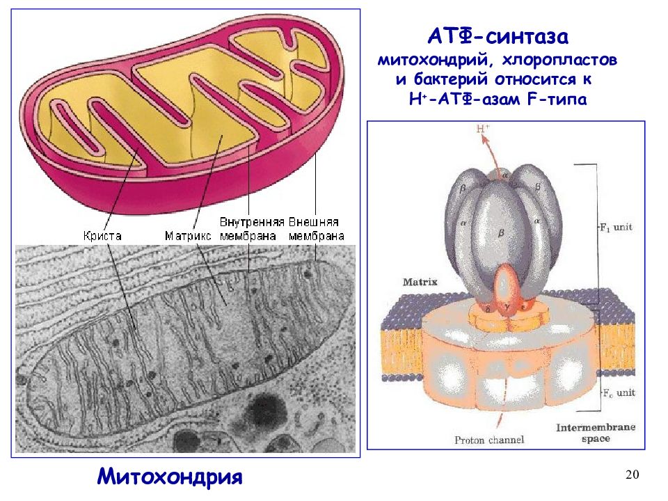 Митохондрии атф хлоропласты. АТФ синтаза в митохондрии. АТФ синтаза f1 f0. Митохондрия строение АТФ. Синтез АТФ на мембране митохондрий.