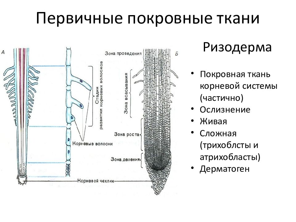 Корневая ткань. Покровная ткань ризодерма. Ризодерма растений. Первичная корневая ткань. Ризодерма название.