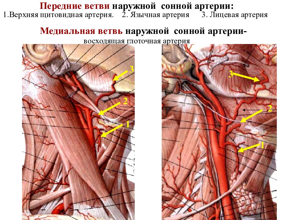 Передние ветви наружной артерии