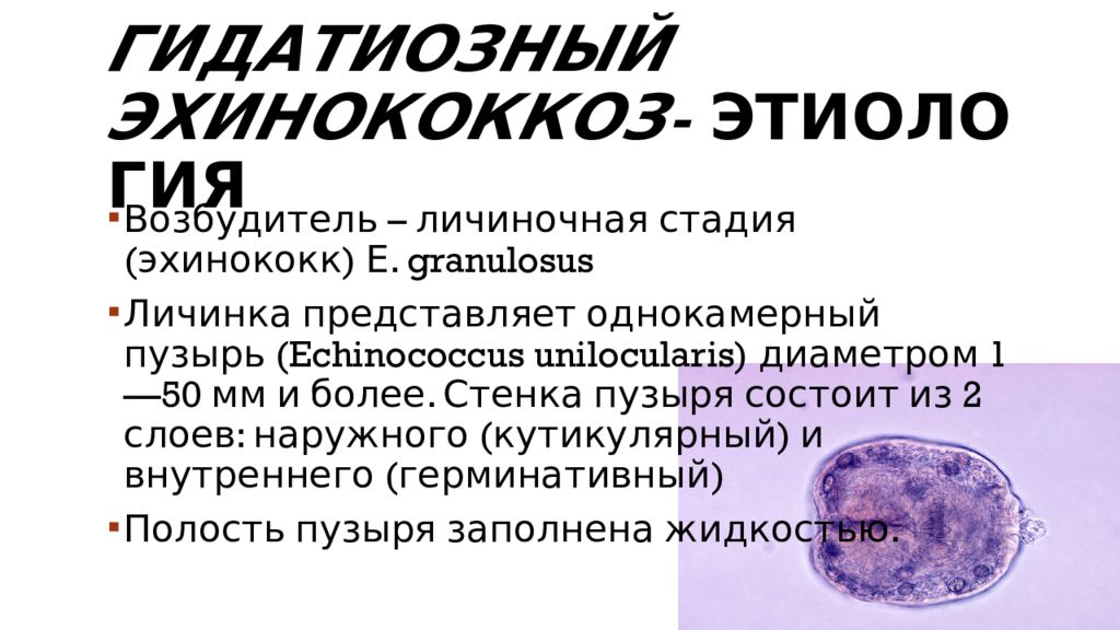 Эхинококкоз — презентация