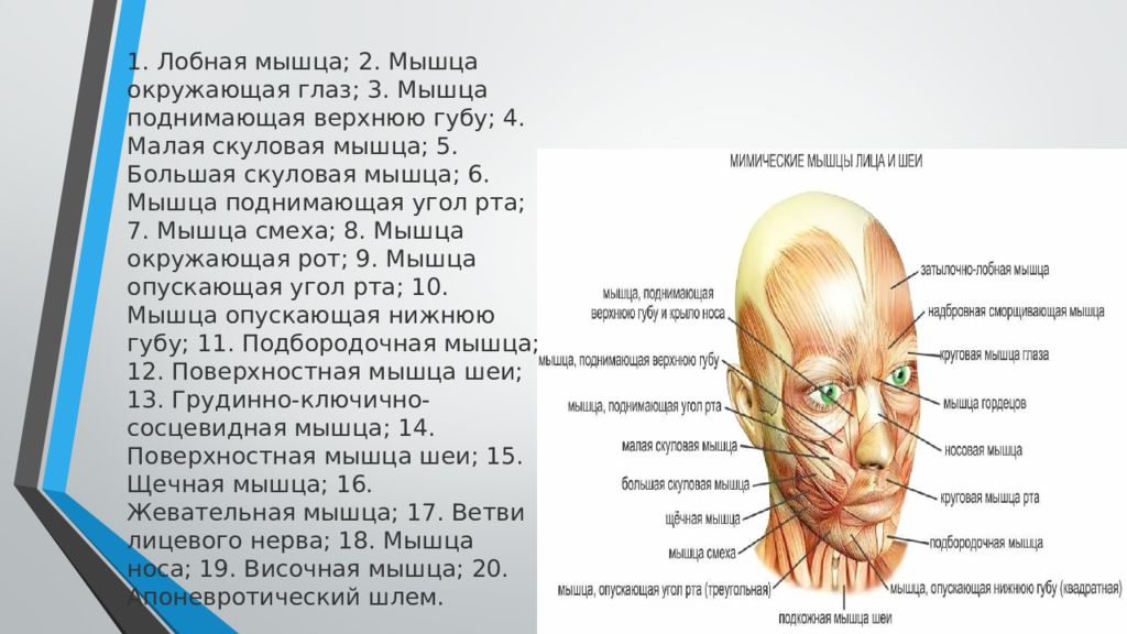 Лицевая область. Мышца поднимающая верхнюю губу и крыло. Анатомо физиологические особенности ЧЛО. Анатомо-физиологические строение челюстно лицевой. Квадратный Мускул верхней губы.