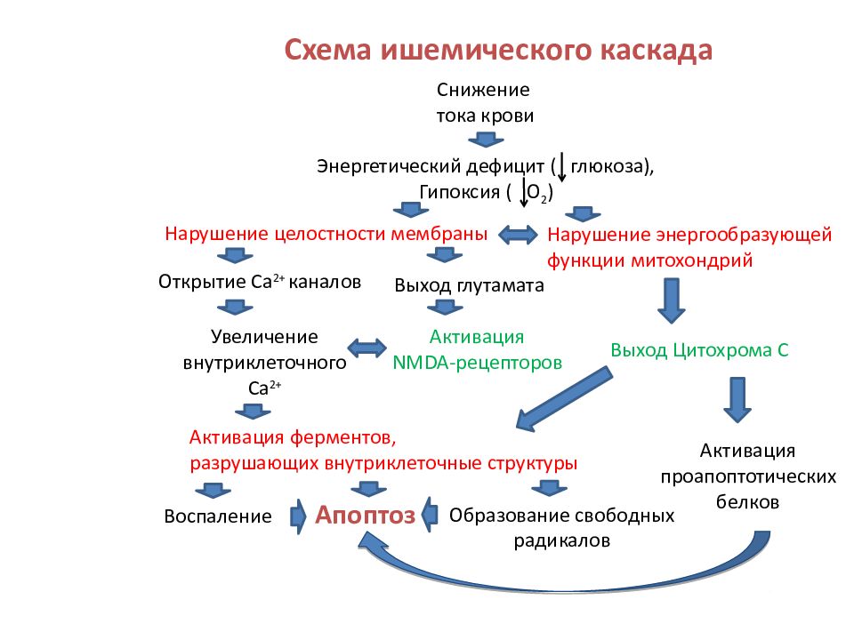 Патогенез кратко и понятно. Ишемический Каскад патофизиология. Схема ишемического каскада. Ишемический Каскад при инсульте. Концепция биохимического каскада при инсульте.