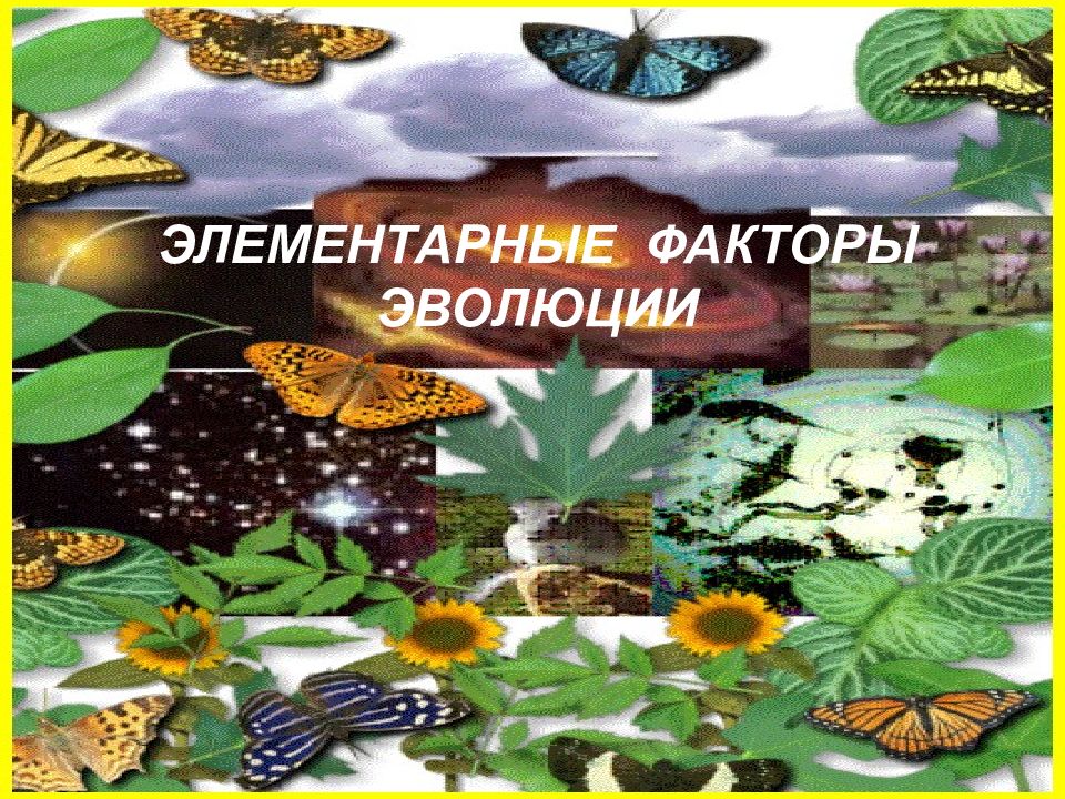 ЭЛЕМЕНТАРНЫЕ ФАКТОРЫ ЭВОЛЮЦИИ