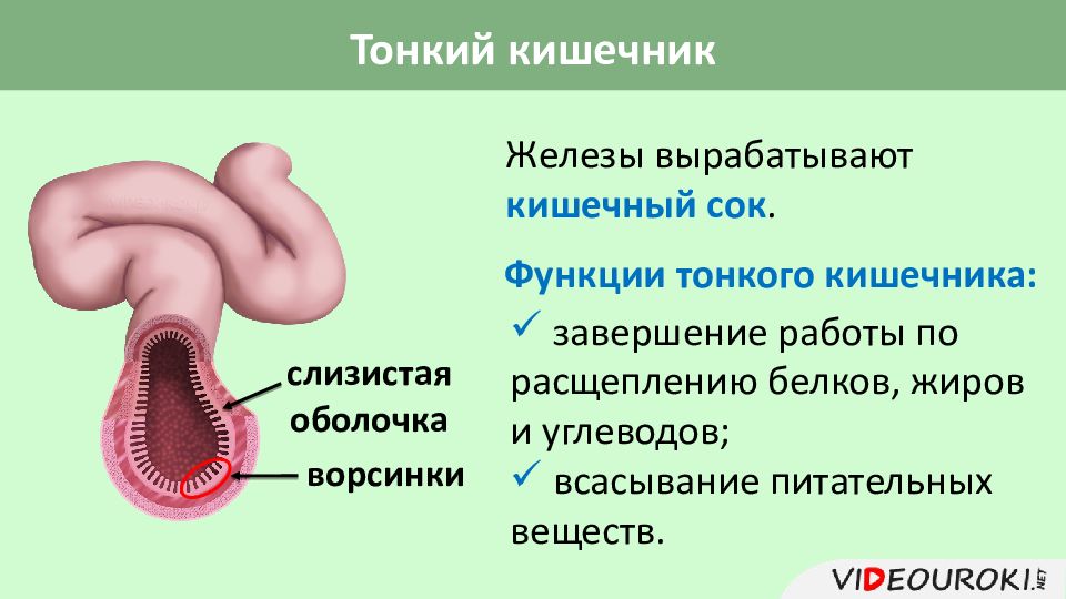 Презентация по тонкой кишке