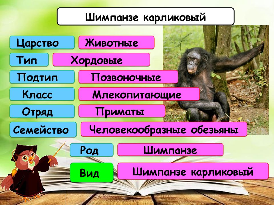 Род семейство отряд класс тип царство. Слон царство Тип класс. Вид род семейство отряд класс Подтип Тип царство растений. Вид род семейство отряд класс Подтип Тип царство волк. Хорек царство Тип класс отряд семейство род вид.