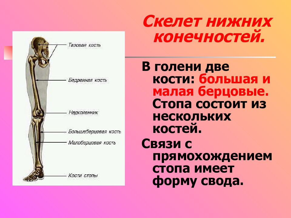 Функции костей верхних конечностей человека. Строение скелета нижних конечностей. Скелелет нижней конечности. Скелет нижнихонечностей. Строение нижней конечности.