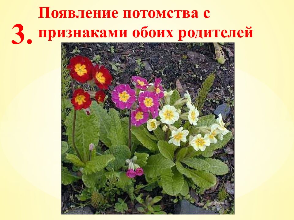 Экспресс-тест 1-й вариант 1. Случайное расхождение гомологичных хромосом при