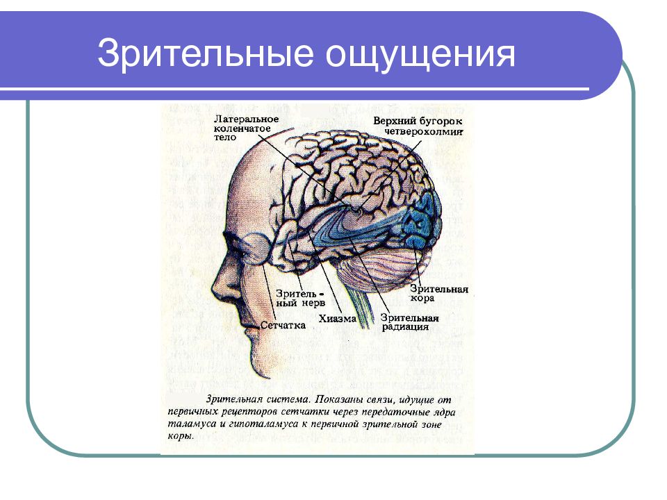 Нарушения зрительных ощущений. Зрительные ощущения. Зрительные ощущения в психологии. Психологические особенности зрительных ощущений. Зрительные ощущения примеры.