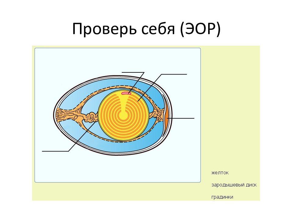 Строение яйца человека. Строение яйца. Зародышевый диск на желтке. Строение яйца курицы. Градинки в яйце это.