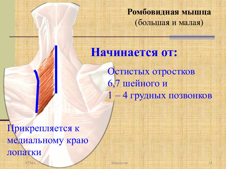 Ромбовидная мышца. Ромбовидные мышцы начинаются от остистых отростков позвонков. Медиальный Позвоночный край лопатки. Большая ромбовидная мышца от отростков. Ромбовидная мышца остистые отростки.