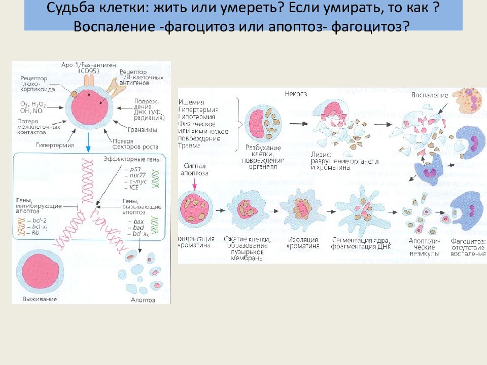 Клетка судьбы. Патогенез апоптоза. Роль апоптоза в иммунных процессах. Апоптоз биохимия. Некроз и апоптоз патофизиология.