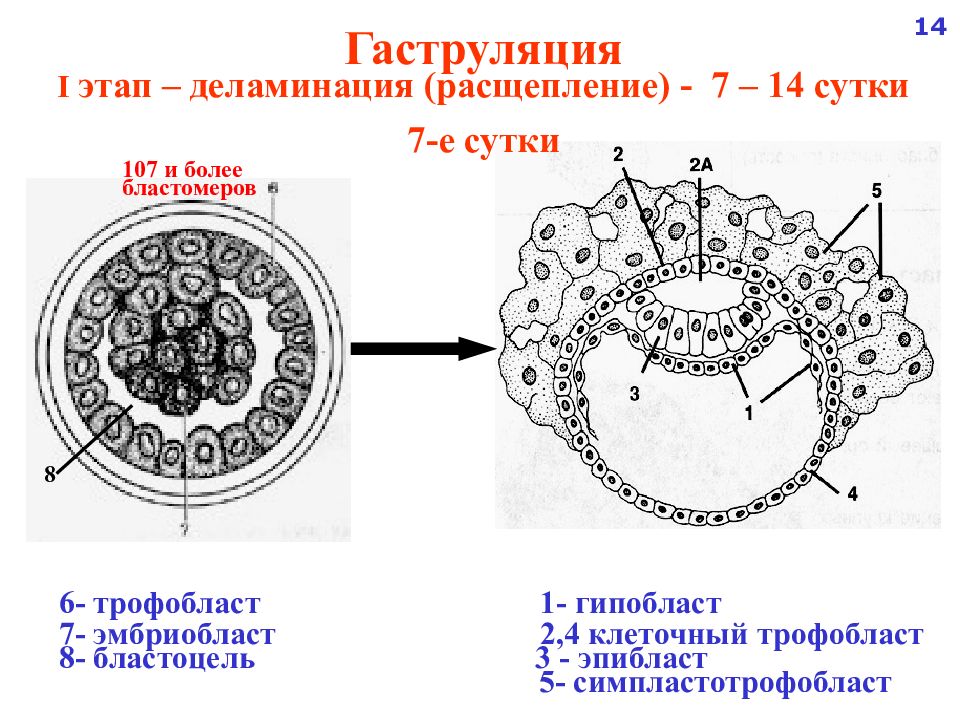 Эмбриогенез человека гистология презентация