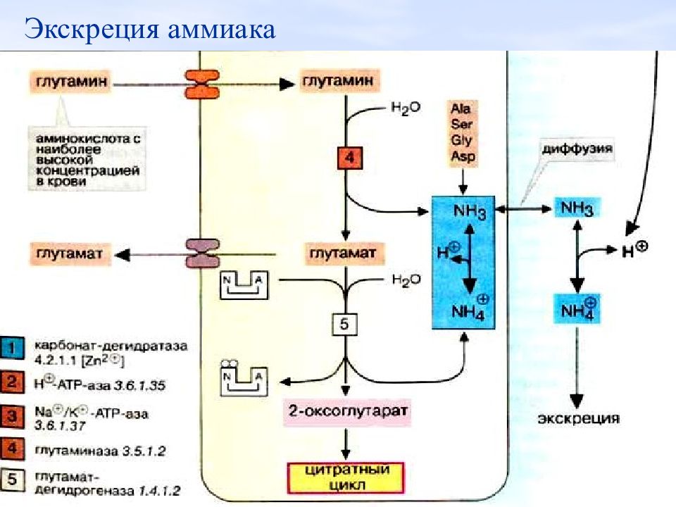 Биохимия мочи биохимия презентация