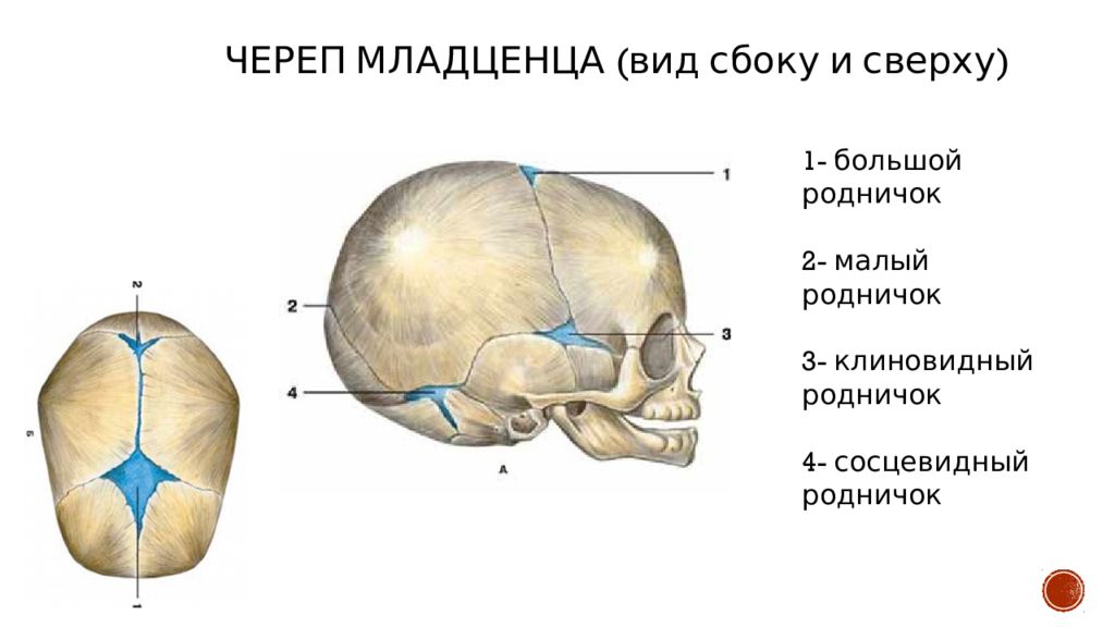 В правом черепе. Малый Родничок спереди. Различия черепа мужчины и женщины. Череп младенца и взрослого. Череп новорождённого и взрослого человека.