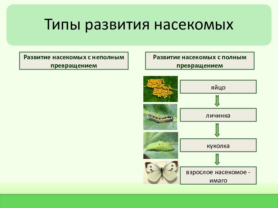 Развитие насекомых схема