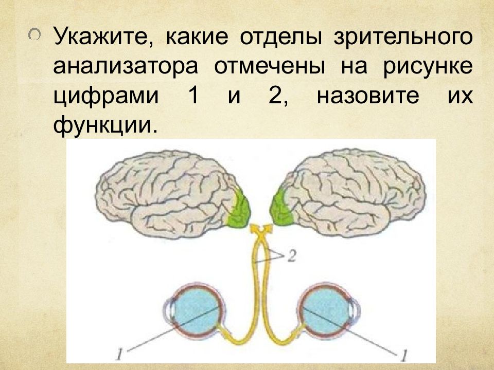 Отделы зрительного анализатора. Зрительный анализатор какой отдел. Перечислите отделы зрительного анализатора. Функции отделов зрительного анализатора.