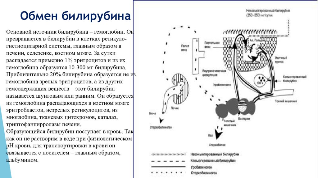 Схема обмена билирубина в норме