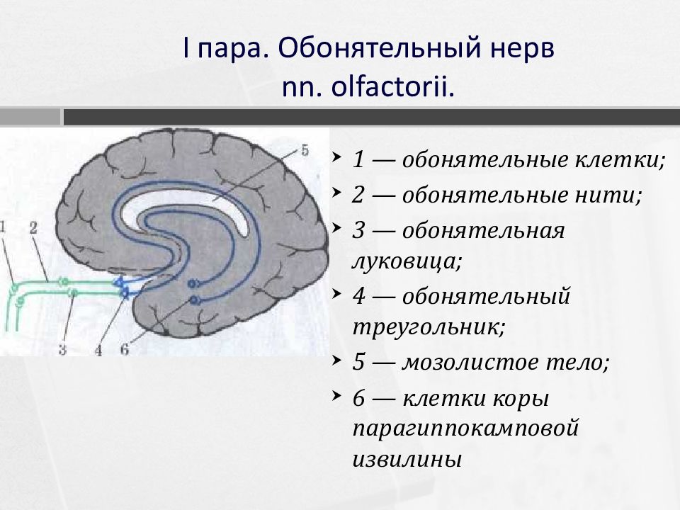 1 пара обонятельный нерв схема